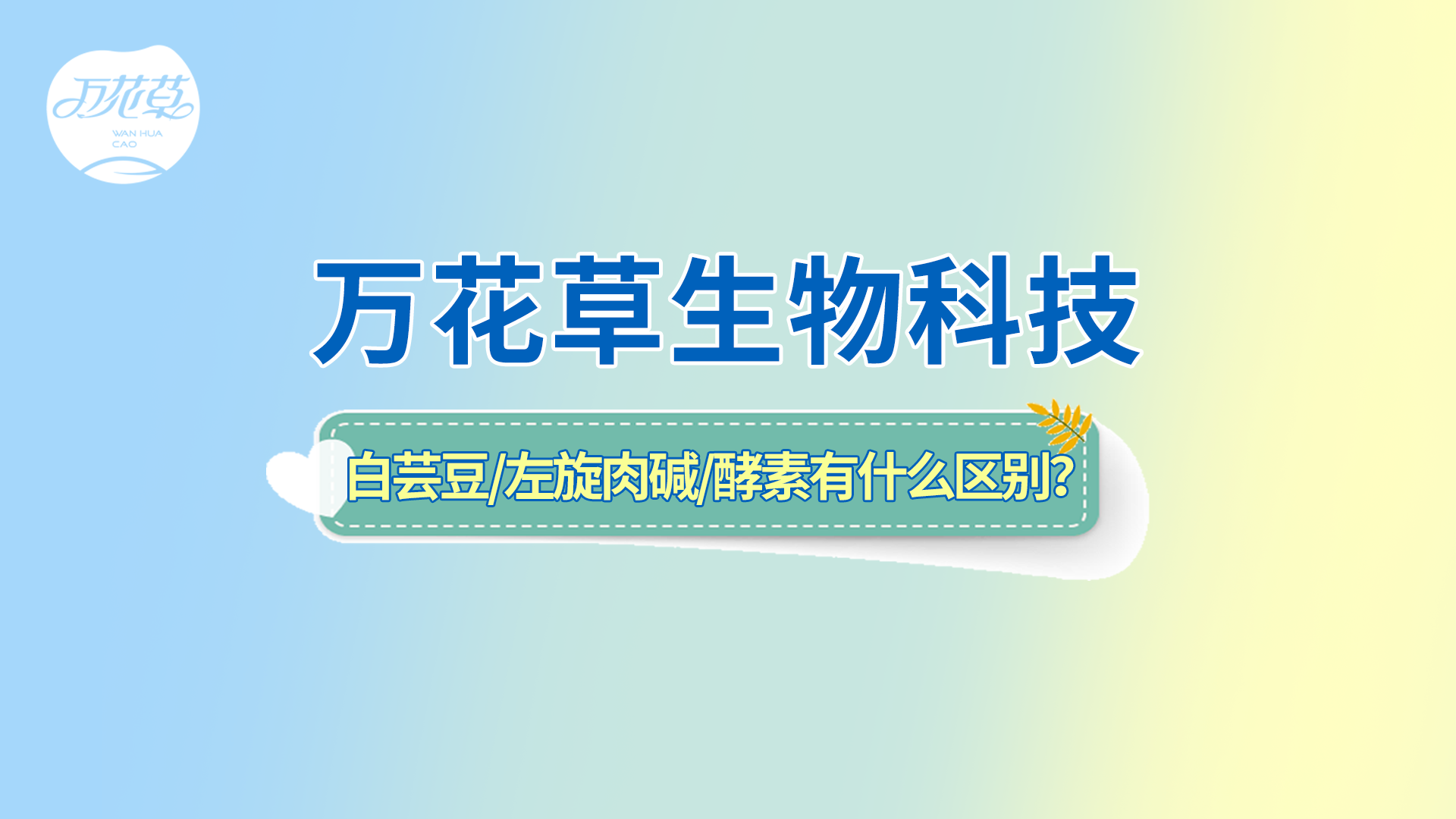 白蕓豆、左旋肉堿、嗨吃酵素有什么區別？